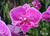 Phalaenopsis Big Lip (22-06-02)