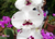 Phalaenopsis Big Lip (22-010) - comprar online