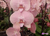 Phalaenopsis cascata (Marcelo Almeida) - comprar online
