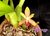 Maxillaria rufescens