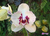 Phalaenopsis albufeira var. trilabelo - comprar online