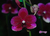 Phalaenopsis Taisuco Micky - comprar online