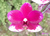 Phalaenopsis Taisuco Micky na internet