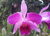 (Touceira) - Cattleya purpurata var. flamea