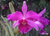 (Touceira) - Cattleya purpurata var. flamea - comprar online