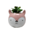 Maceta con Planta Conejo Grande Rosa